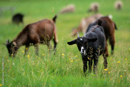 Young black goats graze in the meadow . Farm animals, livestock