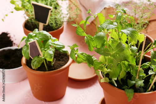 Pots with fresh aromatic herbs on table