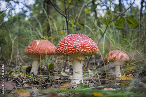 Toadstools in the grass.