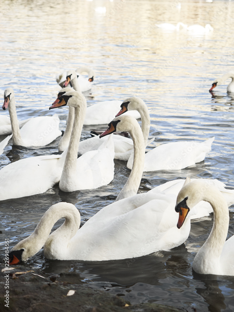 Obraz premium Swans in the pond