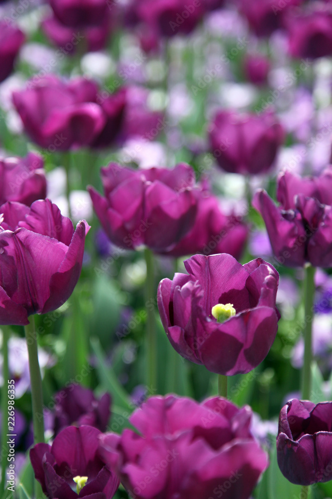 Beautiful display of tulips in a variety of colours at Floriade, Canberra Beautiful display of tulips in a variety of colours at Floriade, Canberra