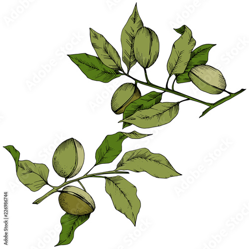 Green almond in a vector style isolated. Full name of the plant: almond. Vector flower for background, texture, wrapper pattern, frame or border.