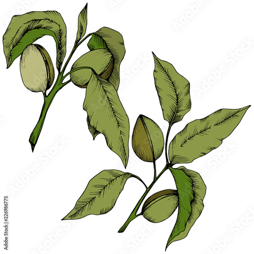 Green almond in a vector style isolated. Full name of the plant: almond. Vector flower for background, texture, wrapper pattern, frame or border.