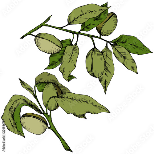 Green almond in a vector style isolated. Full name of the plant: almond. Vector flower for background, texture, wrapper pattern, frame or border.