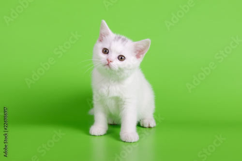 British shorthair cat on colored backgrounds