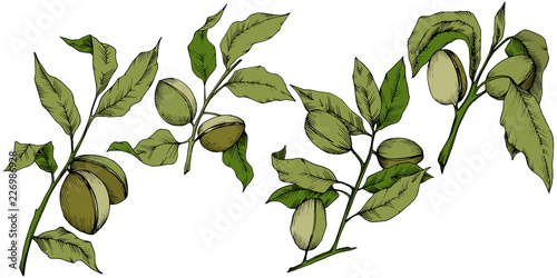 Green almond in a vector style isolated. Full name of the plant: almond. Vector flower for background, texture, wrapper pattern, frame or border.