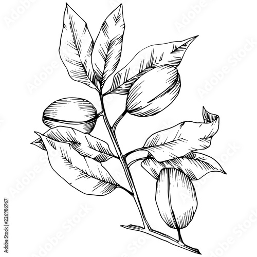 Almond in a vector style isolated. solated illustration element.Full name of the plant: almond. Vector flower for background, texture, wrapper pattern, frame or border.