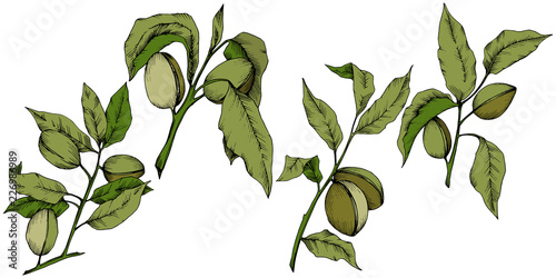 Green almond in a vector style isolated. Full name of the plant: almond. Vector flower for background, texture, wrapper pattern, frame or border.
