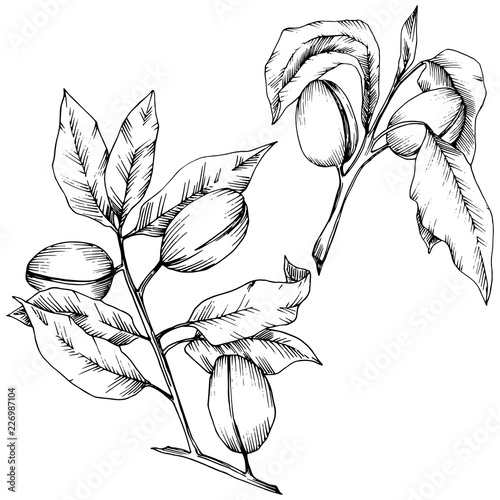 Almond in a vector style isolated. solated illustration element.Full name of the plant: almond. Vector flower for background, texture, wrapper pattern, frame or border.