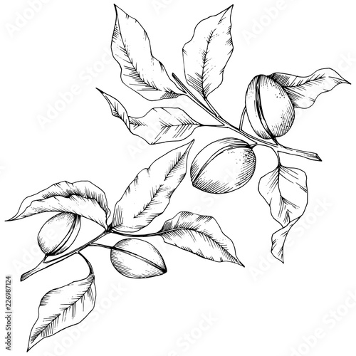 Almond in a vector style isolated. solated illustration element.Full name of the plant: almond. Vector flower for background, texture, wrapper pattern, frame or border.