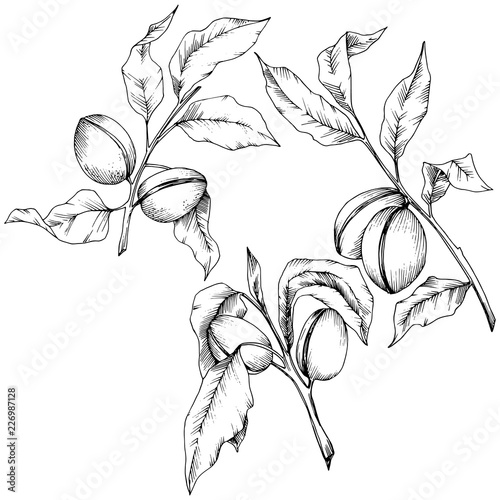 Almond in a vector style isolated. solated illustration element.Full name of the plant: almond. Vector flower for background, texture, wrapper pattern, frame or border.
