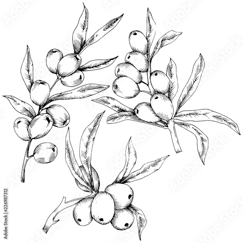 Hippophae plant vector icon on white background. Vector flower for background, texture, wrapper pattern, frame or border.