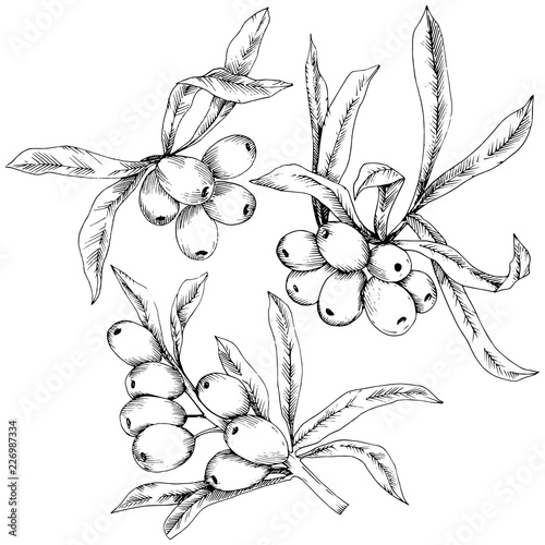 Hippophae plant vector icon on white background. Vector flower for background, texture, wrapper pattern, frame or border.