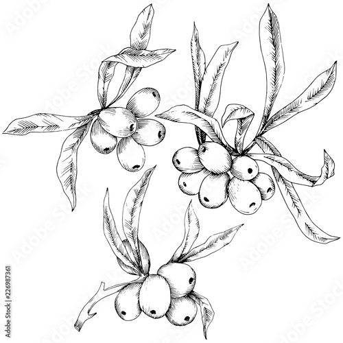 Hippophae plant vector icon on white background. Vector flower for background, texture, wrapper pattern, frame or border.