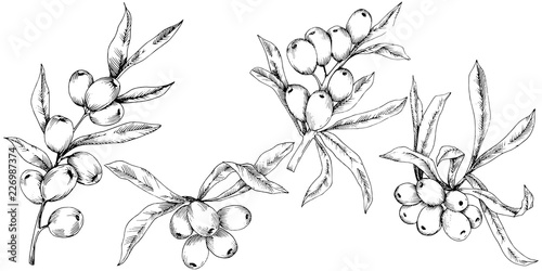 Hippophae plant vector icon on white background. Vector flower for background, texture, wrapper pattern, frame or border.