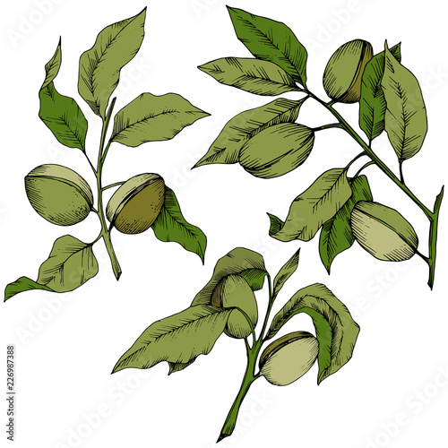 Green almond in a vector style isolated. Full name of the plant: almond. Vector flower for background, texture, wrapper pattern, frame or border.