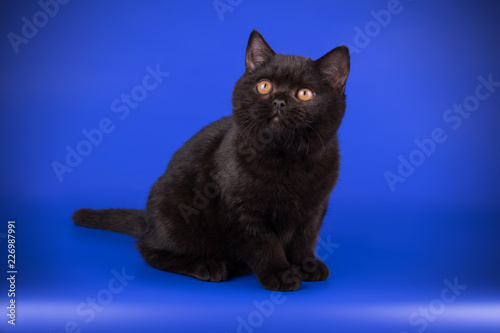 British shorthair cat on colored backgrounds photo