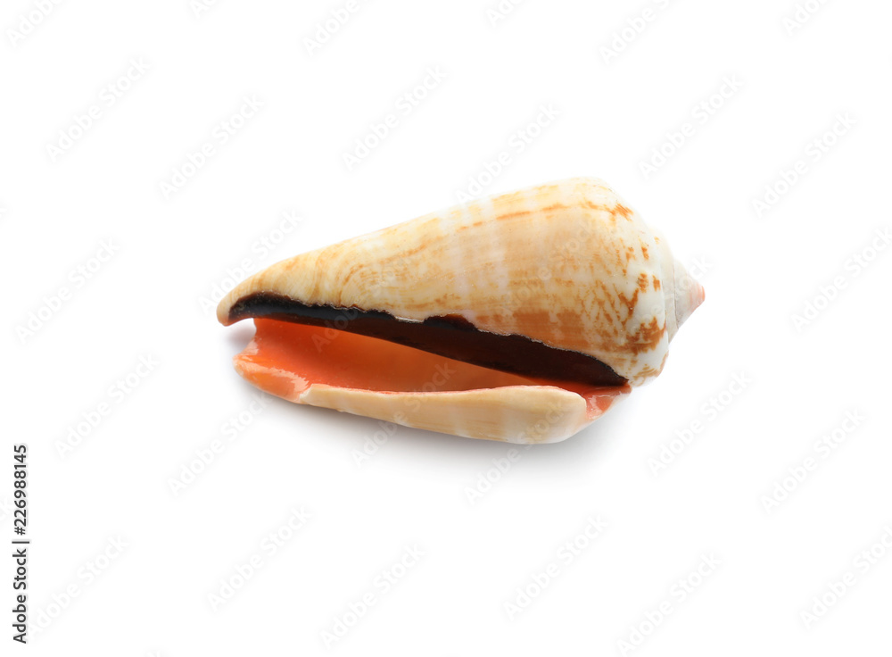 Beautiful sea shell on white background