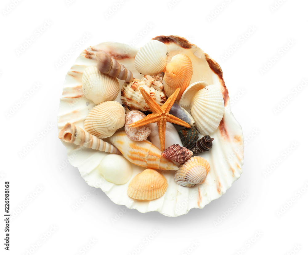 Set of different sea shells on white background Set of different sea shells on white background