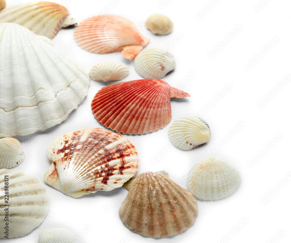 Set of different sea shells on white background Set of different sea shells on white background