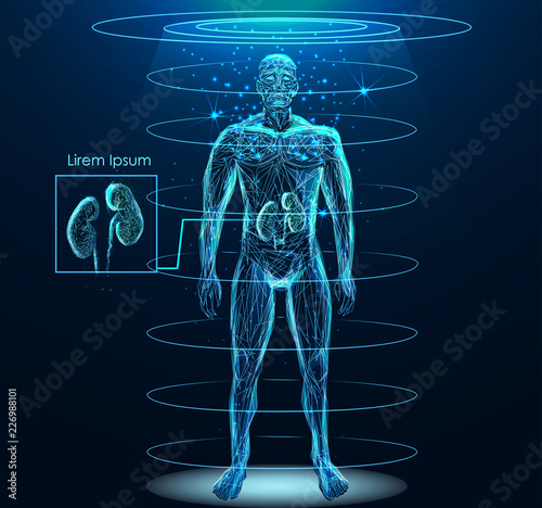 Human body with Human Kidney internal organ low poly wireframe. Low poly wireframe mesh with scattered particles and light effects on dark background.