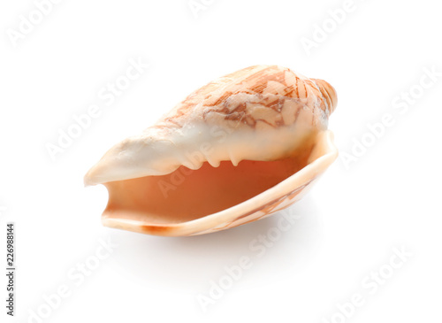 Beautiful sea shell on white background