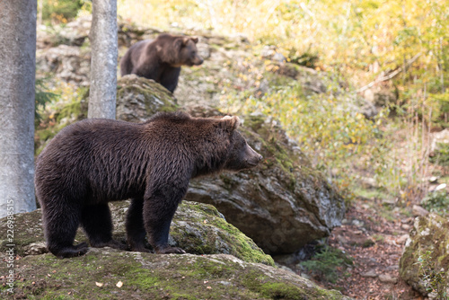 Brown bears are standing on the rock in Bayerischer Wald National Park  Germany