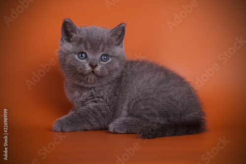 British shorthair cat on colored backgrounds © Aleksand Volchanskiy