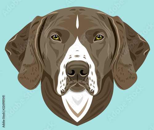 Portrait of a gun dog.