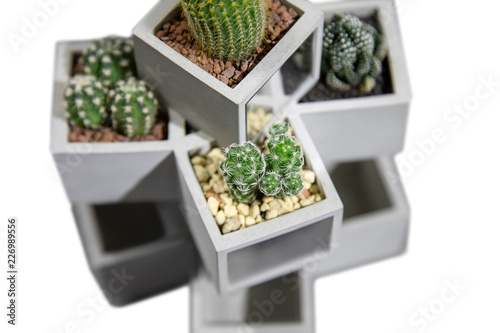 Collection of small cactus succulents in pot.