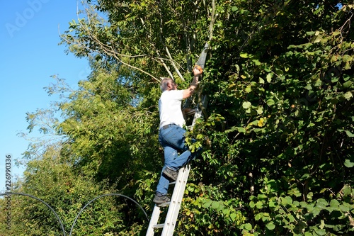Don't try this at home!   A senior man pruning a tree, high up a ladder without a safety harness.