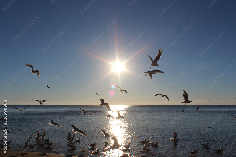 seagulls, sunset, sea, sky, bird, birds, sun, water, sunrise, flying, beach, ocean, nature, landscape, flight, clouds, fly, evening, cloud, flock, orange, lake, light, travel, plane