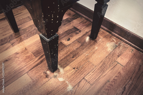 common house borer. In the larval stage it bores in wood and feeds upon it