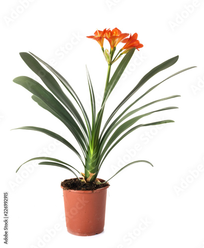 Clivia plant in studio