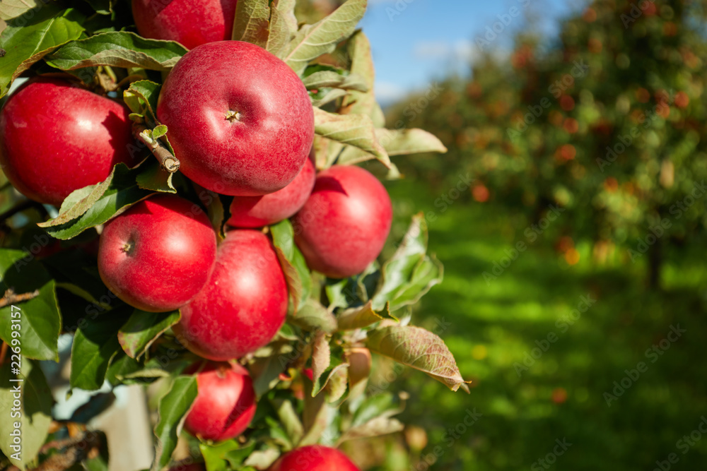 Shiny delicious apples hanging from a tree branch in an apple orchard