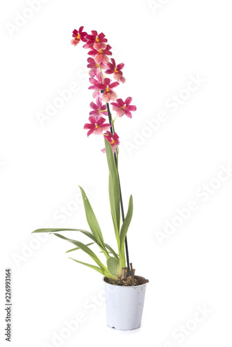 cambria orchid in studio