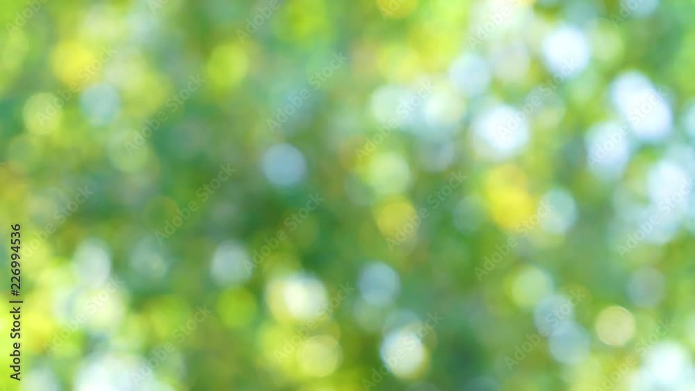 Beautiful green bokeh nature background. Video of defocused sunny foliage of deciduous trees. Real time 4k footage. Beautiful green bokeh nature background. Video of defocused sunny foliage of deciduous trees. Real time 4k footage.