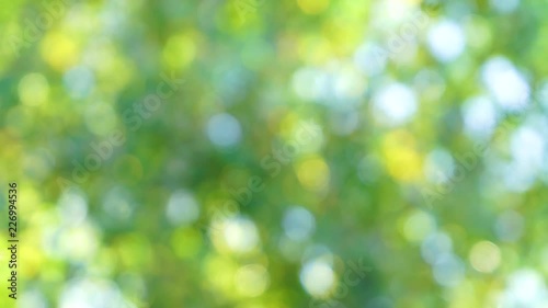 Beautiful green bokeh nature background. Video of defocused sunny foliage of deciduous trees. Real time 4k footage.