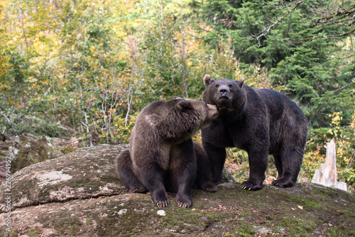 Brown bears are standing on the rock in Bayerischer Wald National Park, Germany