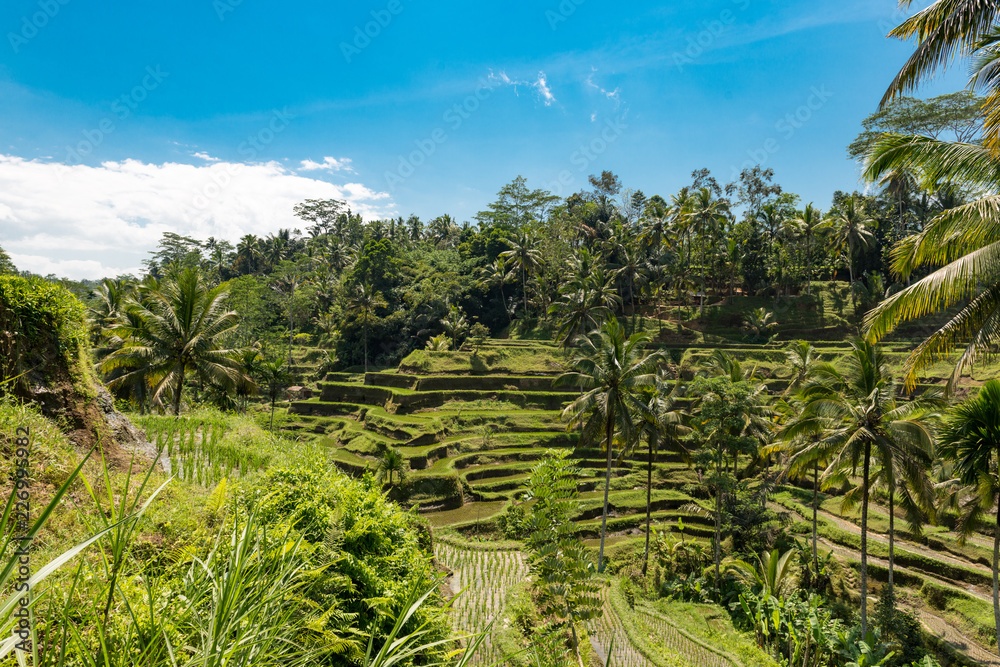 Bali Sice Field