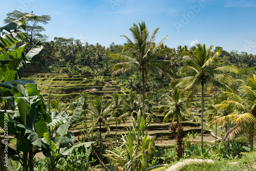 Bali Rice Field With Palm Trees