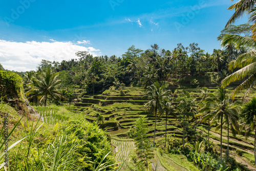 Bali Sice Field