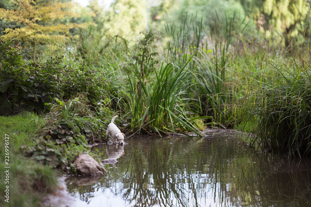 Obraz premium white dog