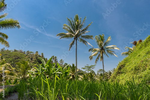 Wallpaper Mural Bali Trees Torontodigital.ca