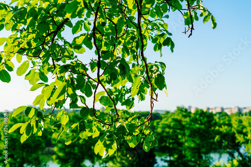 Backlit Fresh Green Tree Leaves In Summer