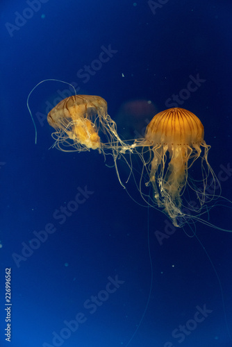Jellyfish in Tokyo Aquarium