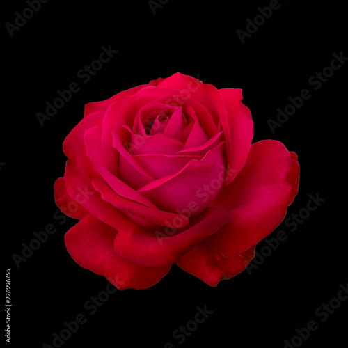 Dark red rose © alesikka