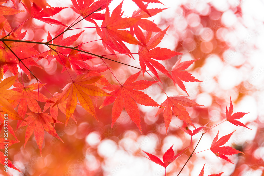 Red maple leaves/ branches in autumn season isolated on white background.Red maple tree with golden sunlight and blurred background, Japan Red maple leaves/ branches in autumn season isolated on white background.Red maple tree with golden sunlight and blurred background, Japan