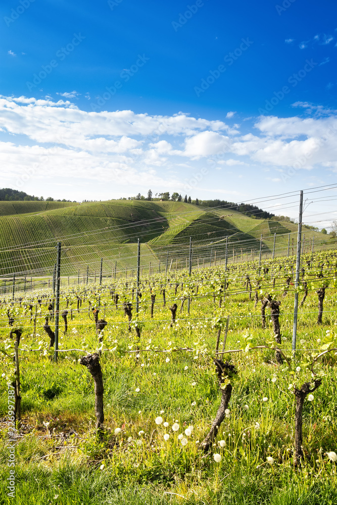 View over green vineyard landscape