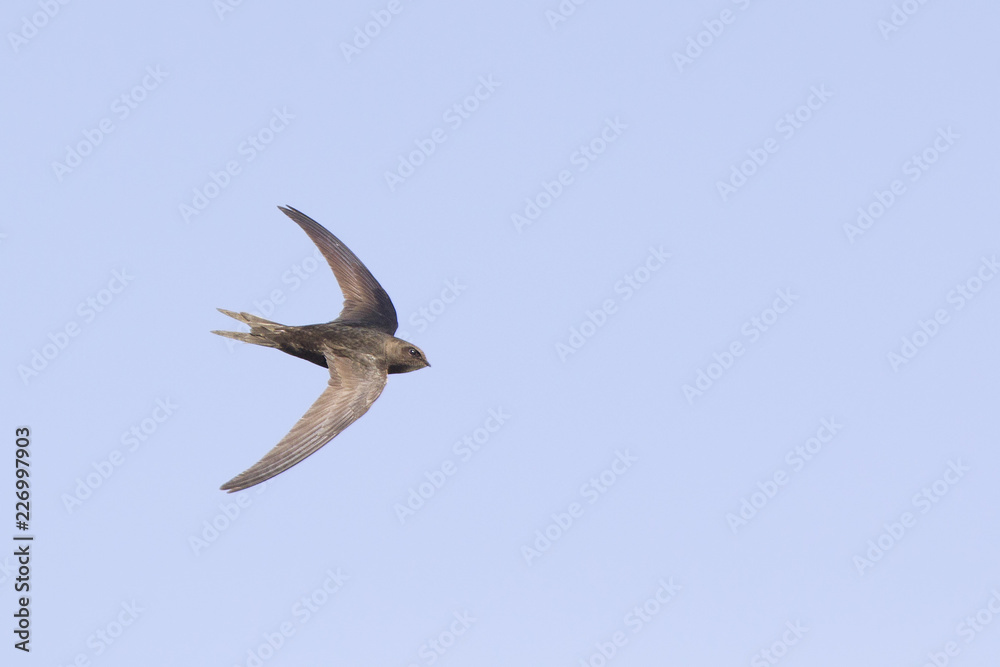 An adult Common swift (Apus apus) taking off to the sky in high speed. With in the background blue sky. An adult Common swift (Apus apus) taking off to the sky in high speed. With in the background blue sky.